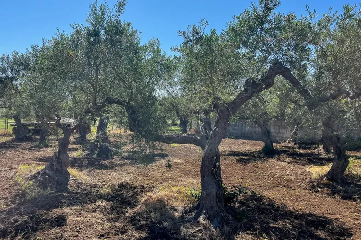 Terreno con Rustico: fotografia dell’agenzia 9