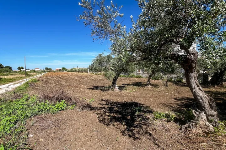 Terreno con Rustico: fotografia dell’agenzia 6