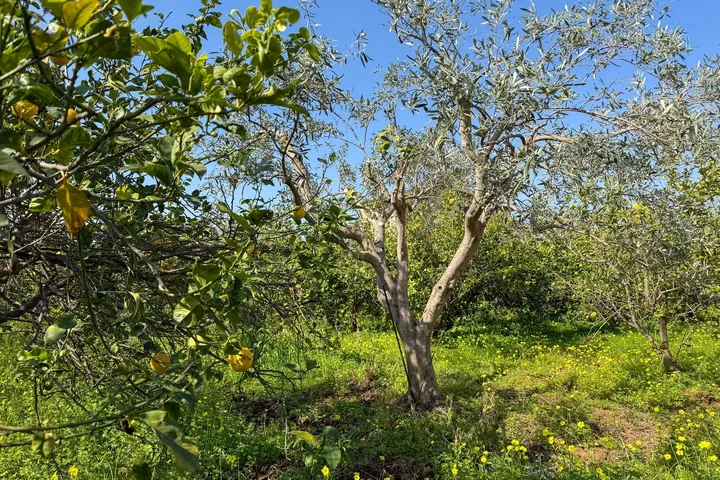 Villa Giovanna: fotografia dell’agenzia 34