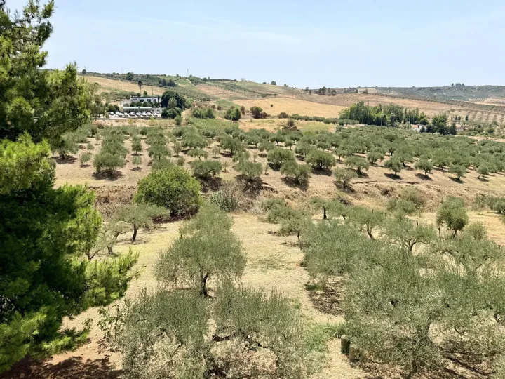Villa Florinda: fotografia dell’agenzia 41